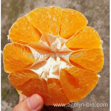 Fresh Juicy Sweet Mandrin Oranges